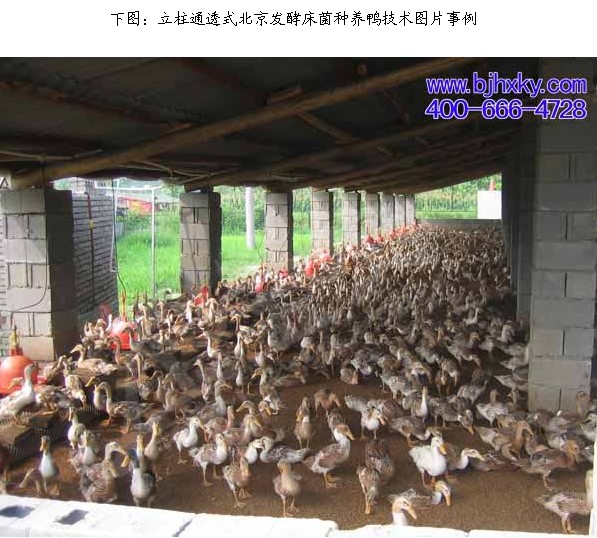 發(fā)酵床低碳養(yǎng)鴨技術(shù) 實(shí)現(xiàn)生態(tài)環(huán)保零排放的畜牧業(yè)新路徑